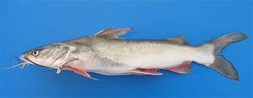 2227_Glenys Tordecilla-Petro_New Granada Sea Catfish_Notarius bonillai.jpg